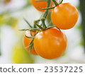 Orange mini tomatoes 23537225