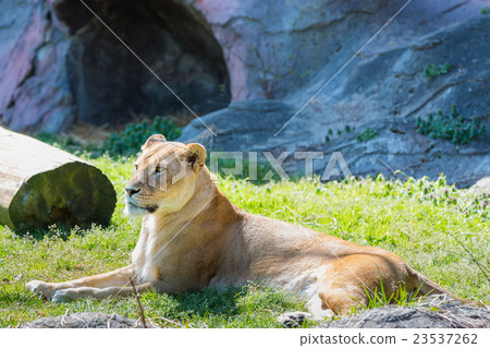 female lion sitting on green grass in daylight 23537262