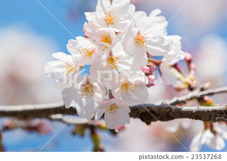Beautiful pink cherry blossom in full bloom. Beautiful pink cherry blossom in full bloom. 23537268