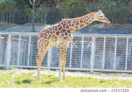 Beautiful Giraffe Close up, Giraffe in forest. 23537269