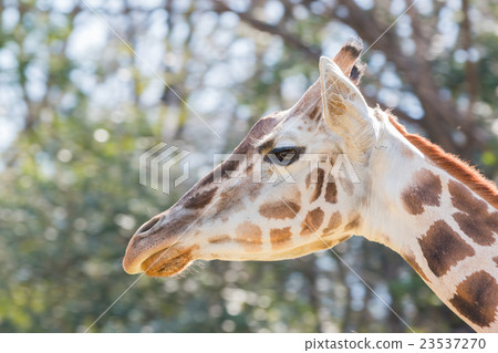Beautiful Giraffe Close up, Giraffe in forest. Beautiful Giraffe Close up, Giraffe in forest. 23537270