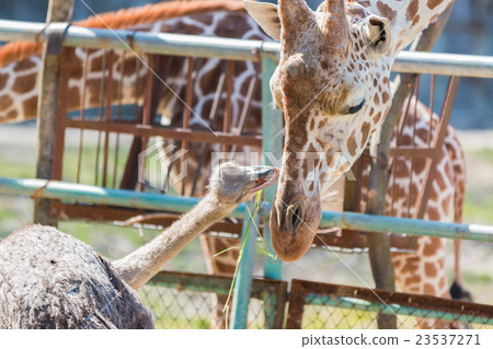Ostrich talking something to Giraffe. cute animal. Ostrich talking something to Giraffe. cute animal. 23537271