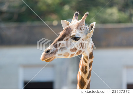 Beautiful Giraffe Close up, Giraffe in forest. Beautiful Giraffe Close up, Giraffe in forest. 23537272