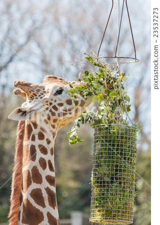 Giraffe eating grass and leaf in basket. Giraffe eating grass and leaf in basket. 23537273