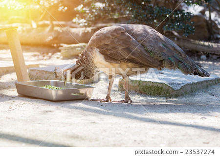 common peafowl male eating food in box. common peafowl male eating food in box. 23537274