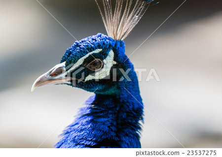 Close up portrait of common peacock male. Close up portrait of common peacock male. 23537275