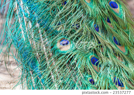 Colorful peacock feathers,Shallow Dof. 23537277