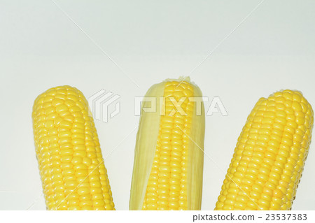 Fresh corn 23537383