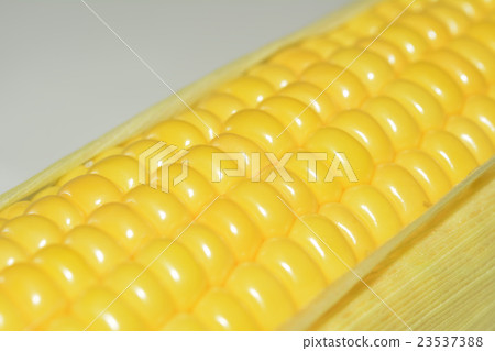 Fresh corn 23537388