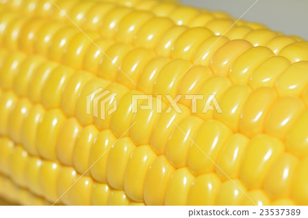 Fresh corn 23537389