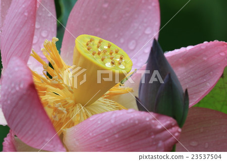 Lotus flower  23537504