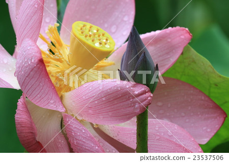 Lotus flower  Lotus flower  23537506