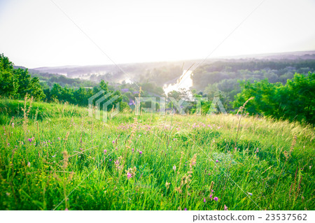 The beautiful natural landscape of summer flowers The beautiful natural landscape of summer flowers 23537562