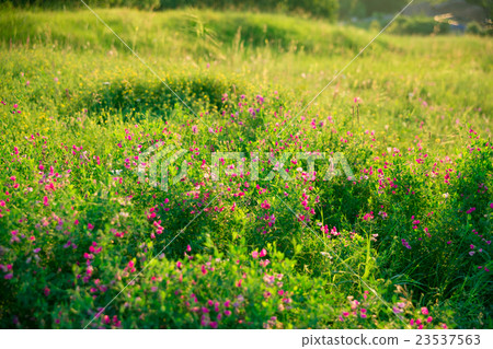 The beautiful natural landscape of summer flowers The beautiful natural landscape of summer flowers 23537563