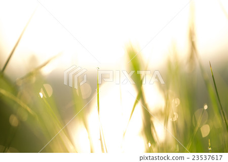 Morning landscape sunrise in the meadow Soft focus 23537617