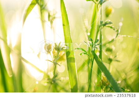 Morning landscape sunrise in the meadow Soft focus 23537618