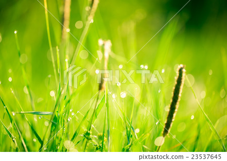 Morning landscape sunrise in the meadow Soft focus Morning landscape sunrise in the meadow Soft focus 23537645