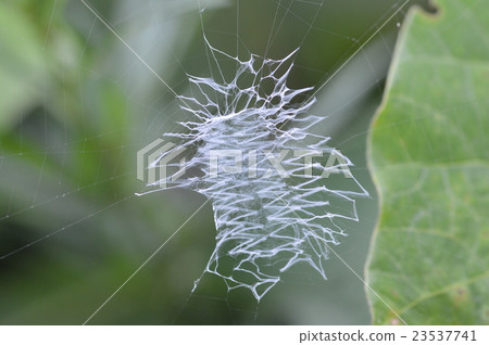 spiderweb  23537741