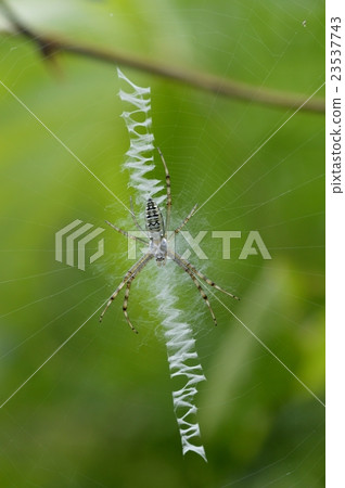 spiderweb spiderweb 23537743