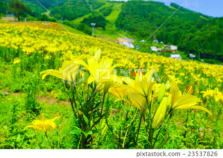 Dyna Land Yurien 23537826