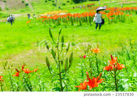 Dyna Land Yurien 23537830