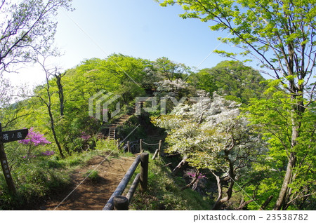 Tanzawa的新鮮綠色，白尾杜鵑花和Mitsuba米糠 23538782