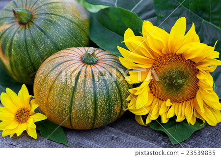 Freshly picked pumpkins with sun flower 23539835