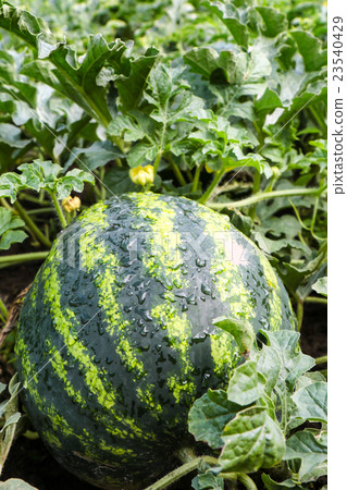 water mellon after rain 23540429