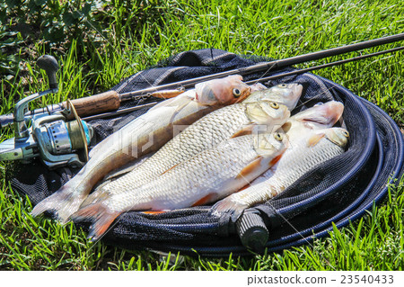 fishing catch on the grass and fishing gear. fishing catch on the grass and fishing gear. 23540433