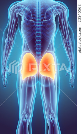 3D illustration of Gluteus Maximus. 23540568