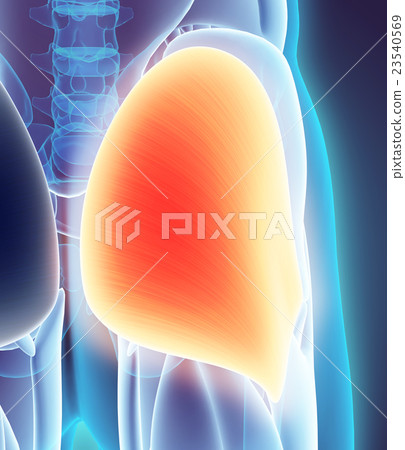 3D illustration of Gluteus Maximus. 23540569
