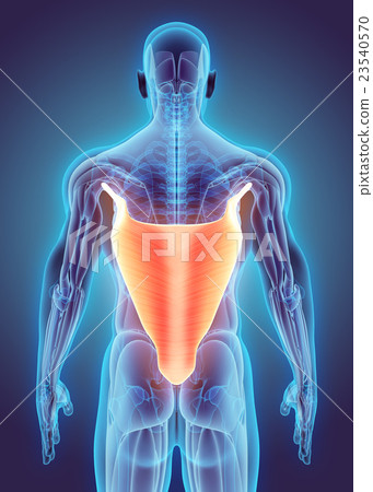 3D illustration of Latissimus Dorsi. 23540570