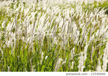 Wild field of June 23540940