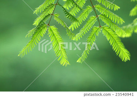 Metasequoia Metasequoia 23540941