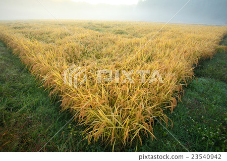 Golden morning 23540942