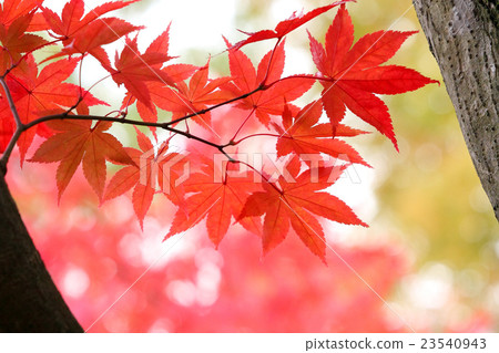 Maple vivid Maple vivid 23540943