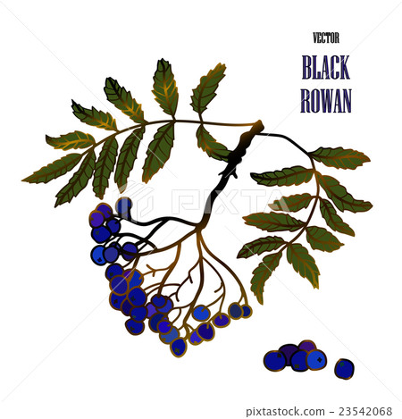 Illustration with a black rowan Illustration with a black rowan 23542068