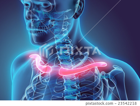 3D illustration of Clavicle, medical concept. 3D illustration of Clavicle, medical concept. 23542218