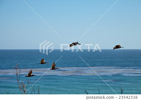Brown pelicans flying over the ocean Brown pelicans flying over the ocean 23542316