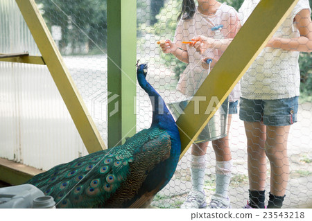 小學學生 小學生 小學 23543218