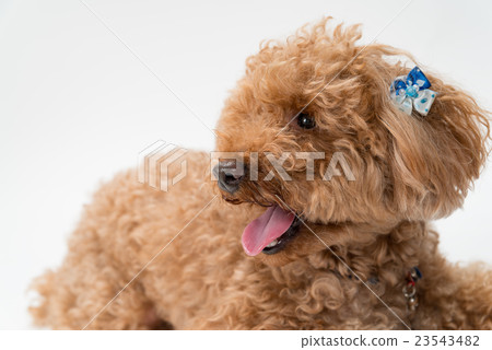 Toy poodle lying down 23543482