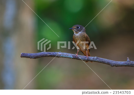 Dark-sided Flycatcher standing on a branch Dark-sided Flycatcher standing on a branch 23543703