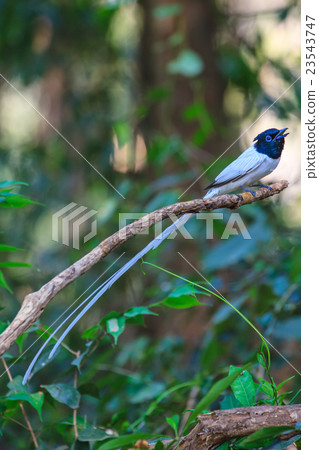 asian paradise flycatcher perching on a branch asian paradise flycatcher perching on a branch 23543747
