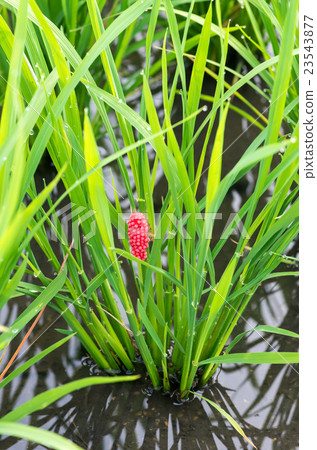 Egg of Jumbo Tanish 23543877