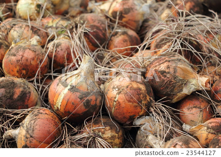 收穫洋蔥 23544127