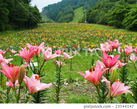 Iwadori Yurien 23544147