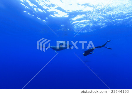 Female swimmer swimming with dolphins Female swimmer swimming with dolphins 23544193