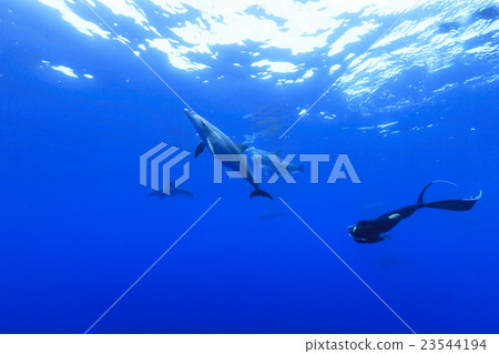 Female swimmer swimming with dolphins 23544194