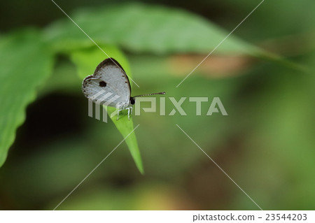 您可以在Yamabara的森林公路上遇見生物昆蟲琉球Uraboshi Saijimi。棲息地似乎有限 23544203