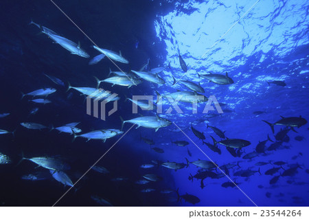 Isomagro of tuna hole 23544264